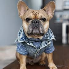 Dogs Denim Jacket